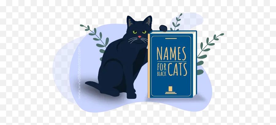 350 Popular Names For Black Cats - Black Cat Png,Black Cat Png