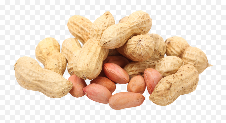 Peanut Seed Legume Pistachio - Peanut Png,Peanut Transparent