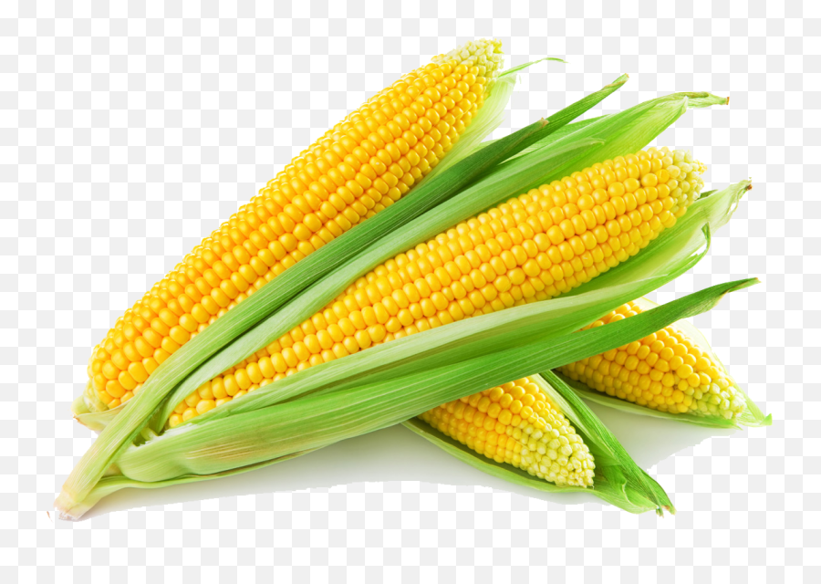 Download Free Sweet Corn Icon Favicon Freepngimg - Yellow Corn Png,Corn Icon Png