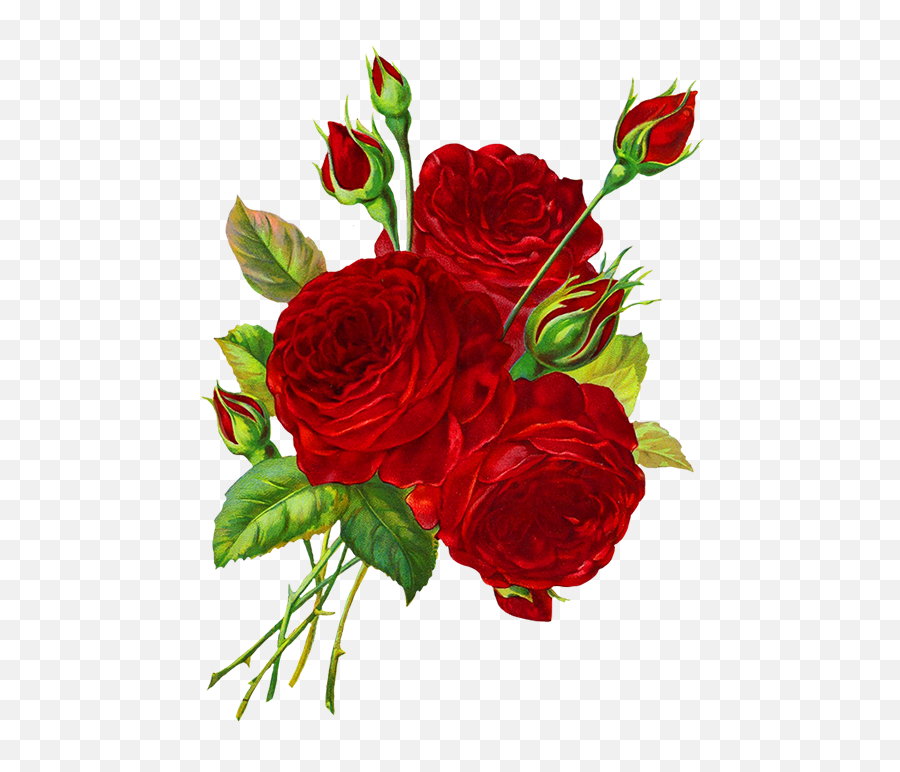 Beautiful Free Rose Clipart - Transparent Background Roses Clipart Png,Red Rose Png