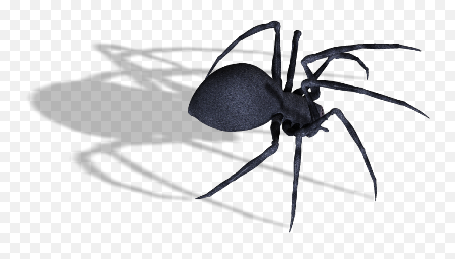 Black Widow Spider Png Image - Spider Png,Spider Transparent