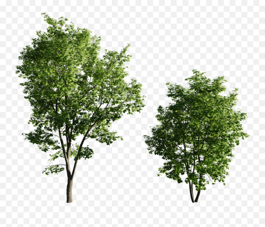 Maple Tree05 95 - 135m Set Of 2 Acer Trees Png,Maple Tree Png