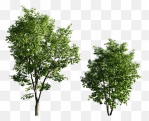 Maple Tree05 95 - 135m set of 2 acer trees png