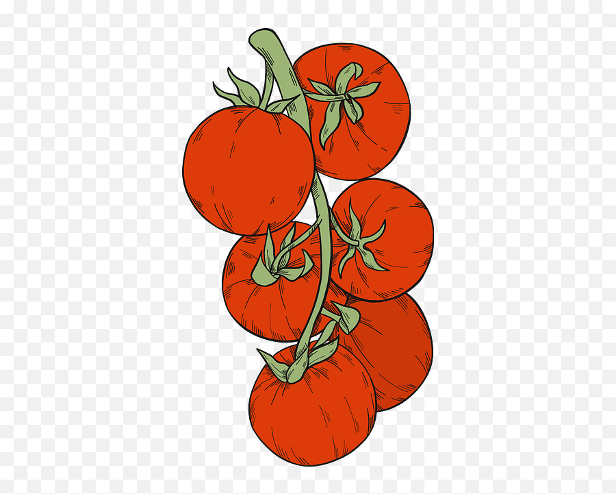 Vegetables Clipart Free Download In Png Or Vector Format - Cherry Tomatoes,Tomato Slice Png