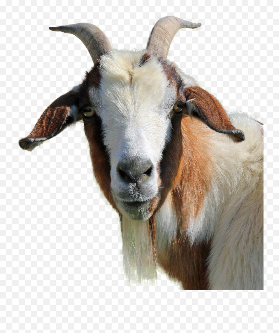 Goat No Back Png Transparent Image - Goat Png Transparent,Goat Transparent Background