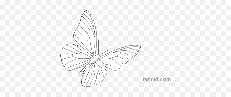 Yellow Butterfly Private Peaceful English Story Insect - Illustration Png,Yellow Butterfly Png