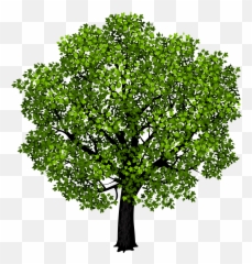 Green Maple Tree Png Clipart Picture