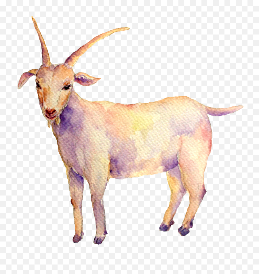 Insights - Goat Png,Capricorn Png