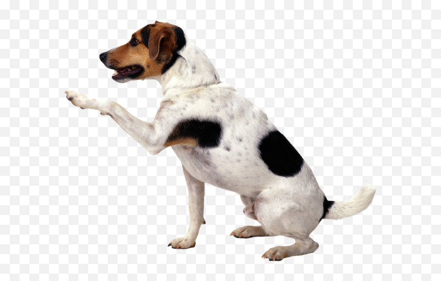 Cute Dog Png 11 - Photo 4919 Transparent Image For Free Dog Paw In Air,Cute Dog Png