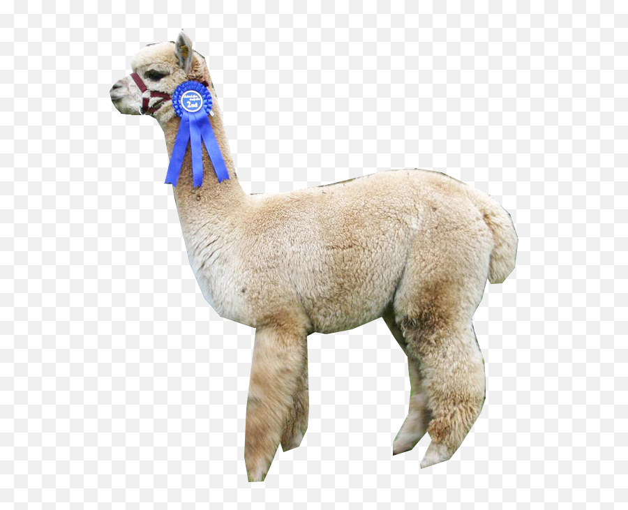 Download Alpaca - Soft Png,Alpaca Png