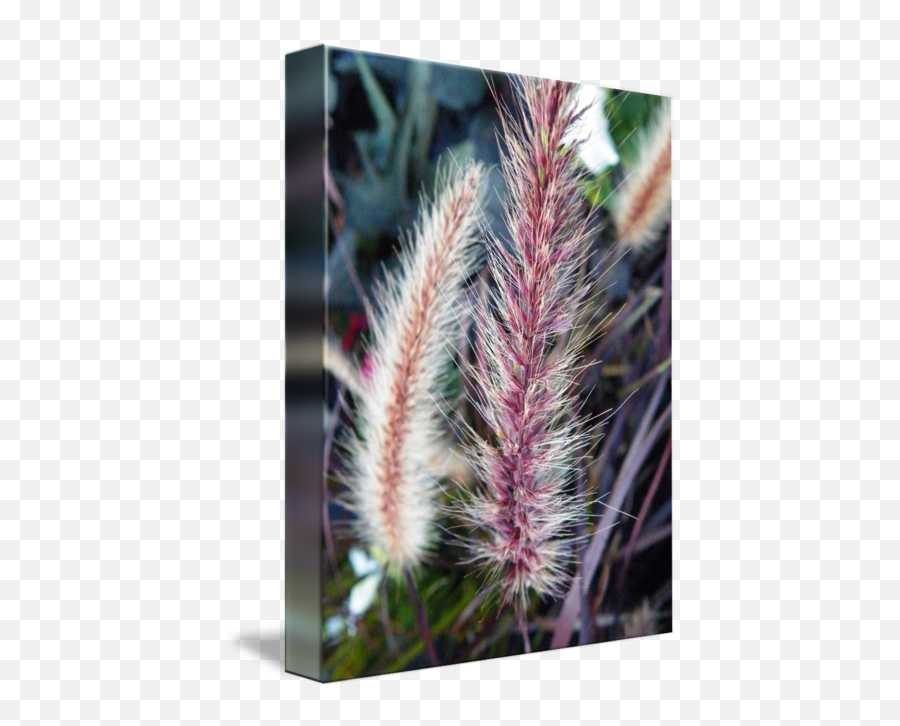 Red Head Fountain Grass - Sedges Png,Fountain Grass Png