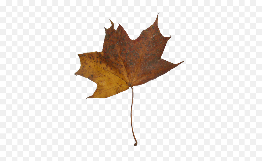 Download Hd Autumn Maple Leaves - Maple Transparent Png Lovely,Maple Leaf Transparent Background