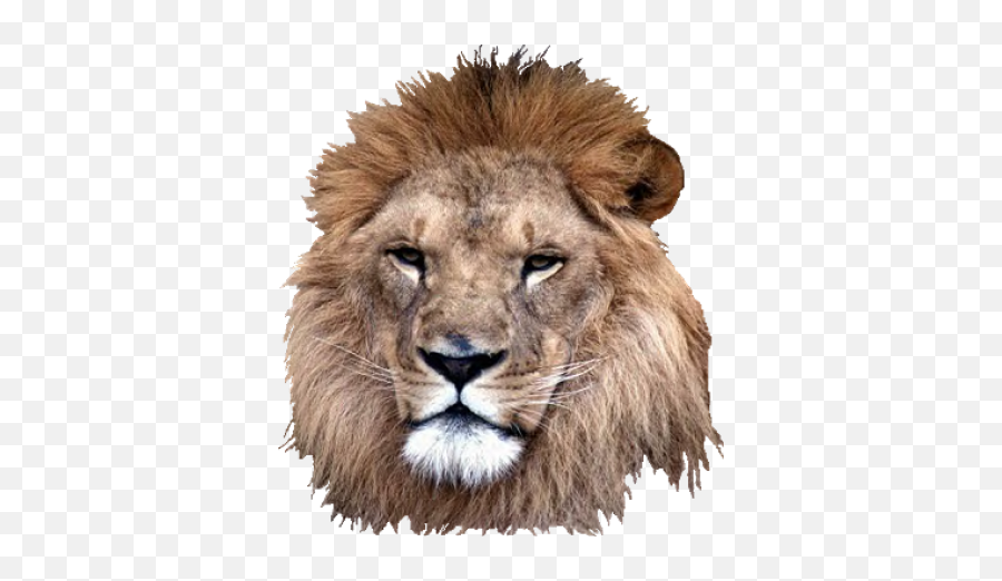 4570book 1080 Uhd My Lion Clipart Transparent Pack 5294 - Real Lion Head Png,Lion Transparent