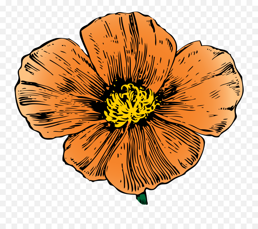 Plant Flora Petal Png Clipart - California Poppy,Poppies Png