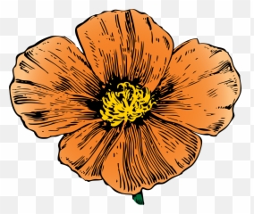 Plant Flora Petal Png Clipart - California Poppy,Poppies Png