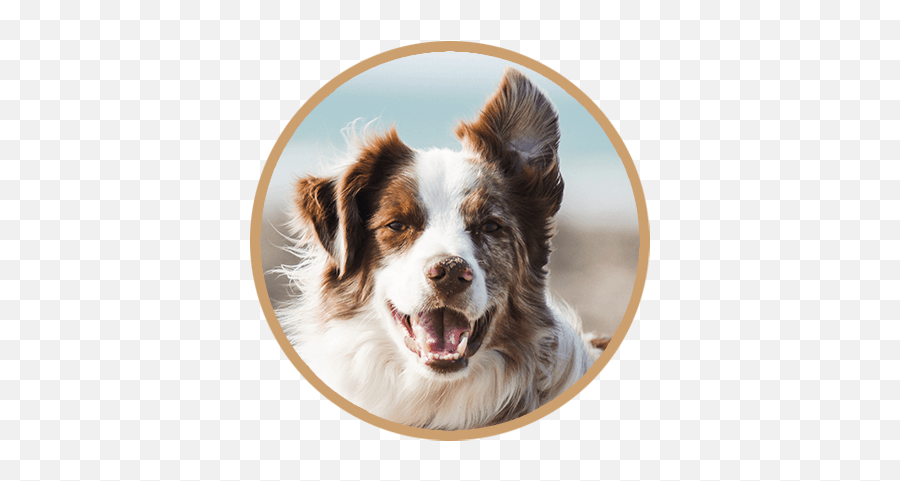 Vet Clinic In Calumet City U0026 Dolton Il Animal - Border Collie Png,Dog Buddy Icon