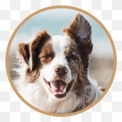 Vet Clinic Calumet City U0026 Dolton Il Animal - Border Collie png