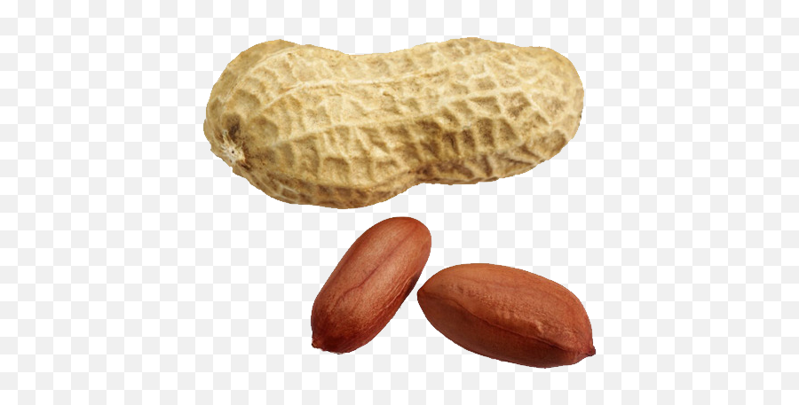 Png Peanut - Peanut Picture Png,Peanut Transparent