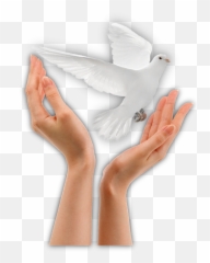 Paloma Png - High Res Photo Releasing White Dove,Paloma Png