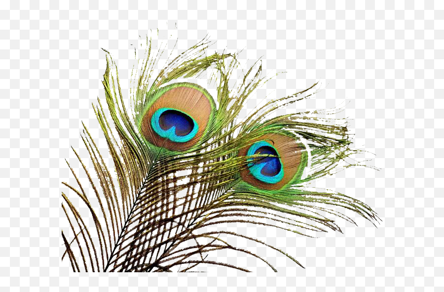 New Concept Peacock Feathers Photo Manipulation In Photoshop Png Feather Icon