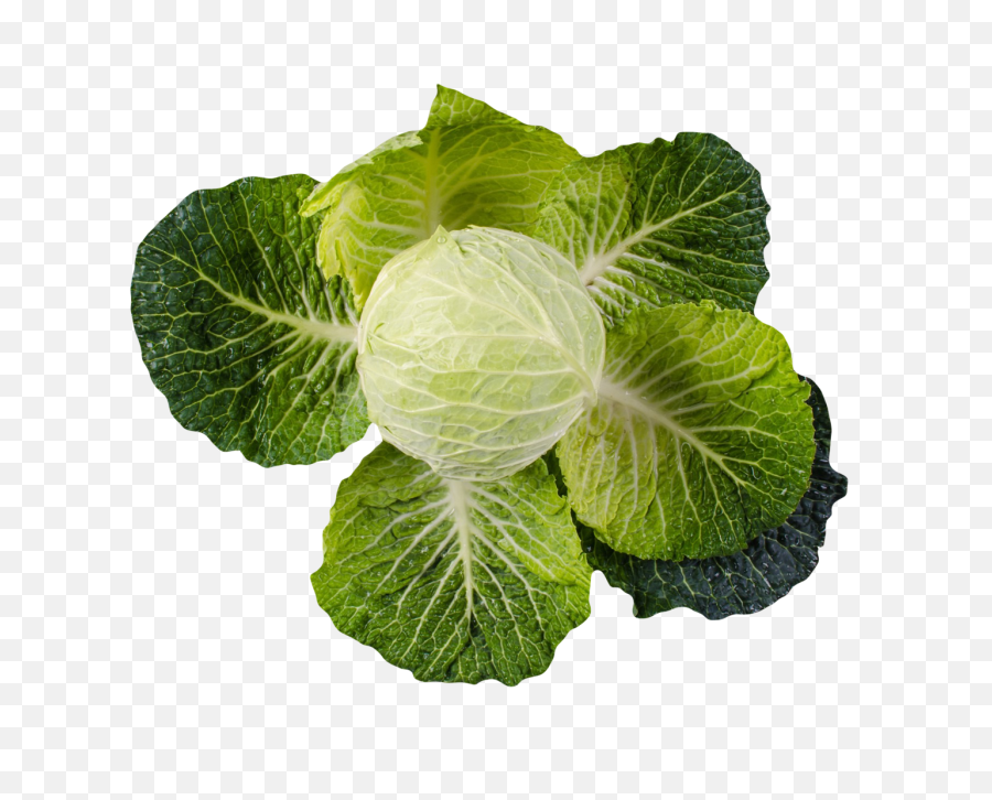 Cabbage Png Image - Collard,Cabbage Png