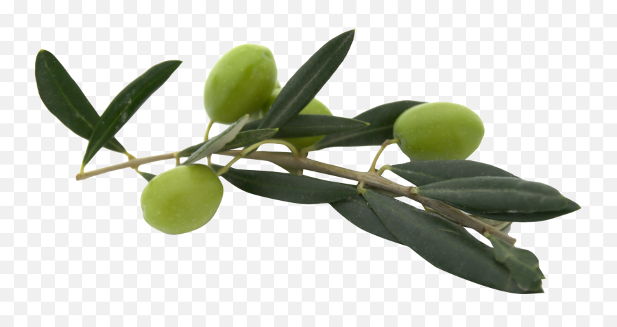 Olive Png 1 Image - Transparent Olive Leaves Png,Olive Png