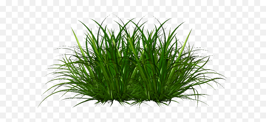 Portable Network Graphics Png - Green Grass Bushes,Ornamental Grass Png