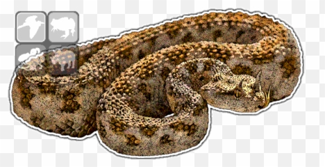 Desert Horned Viper Cerastes Line Art And Full - Desert Horned Viper Drawing Png,Venom Snake Png