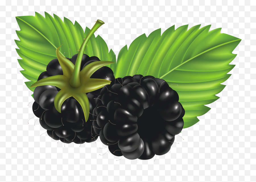 Free Blackberries Png Download - Clip Art Blackberries,Berries Png