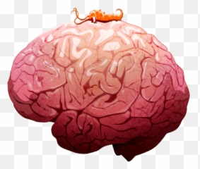 Download Neurax Worm - Neurax Worm Full Size Png Neurax Worm,Worm Png