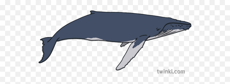 Humpback Whale Marine Wildlife Ocean Mammal Open Eyes Animal Ks1 - Kahu Riding The Whale Png,Humpback Whale Png