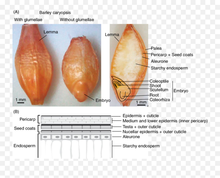 A Dorsal View Of Barley Grain With The Hulls Glumellae - Barley Seed Structure Png,Wheat Transparent Background