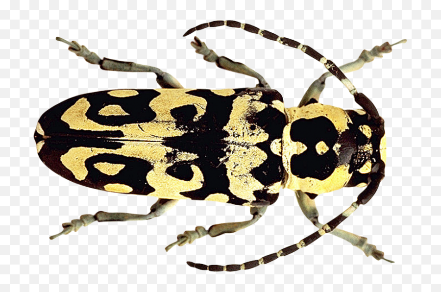Beetle Png Image - Beetles,Beetle Png