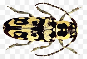 Beetle Png Image - Beetles,Beetle Png