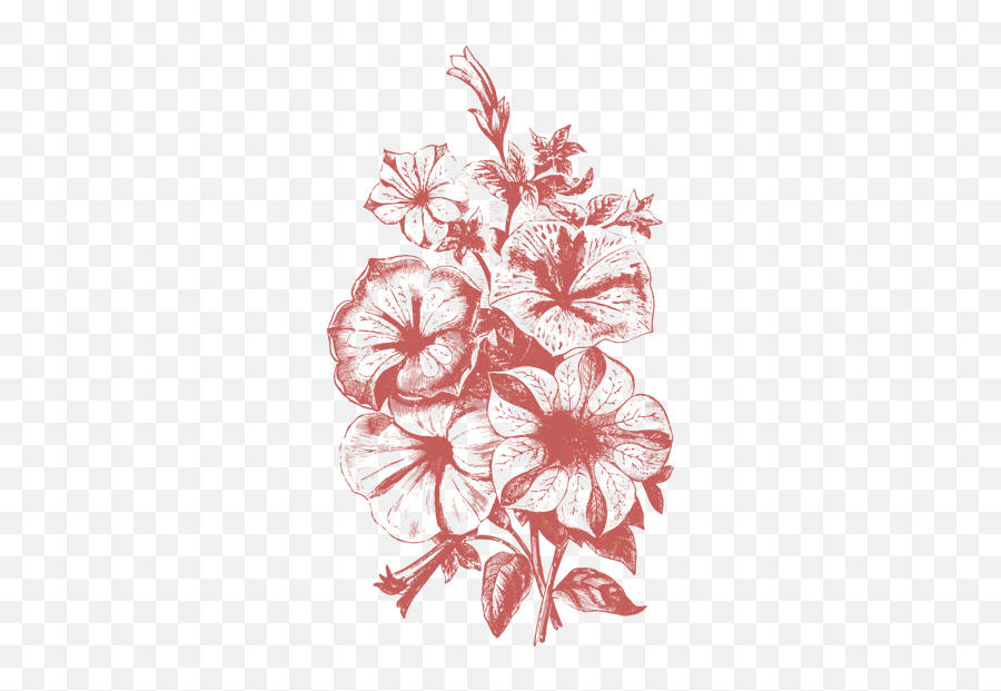 Flower Illustration Png Transparent - Vector Flowers Illustration Png,Flower Illustration Png