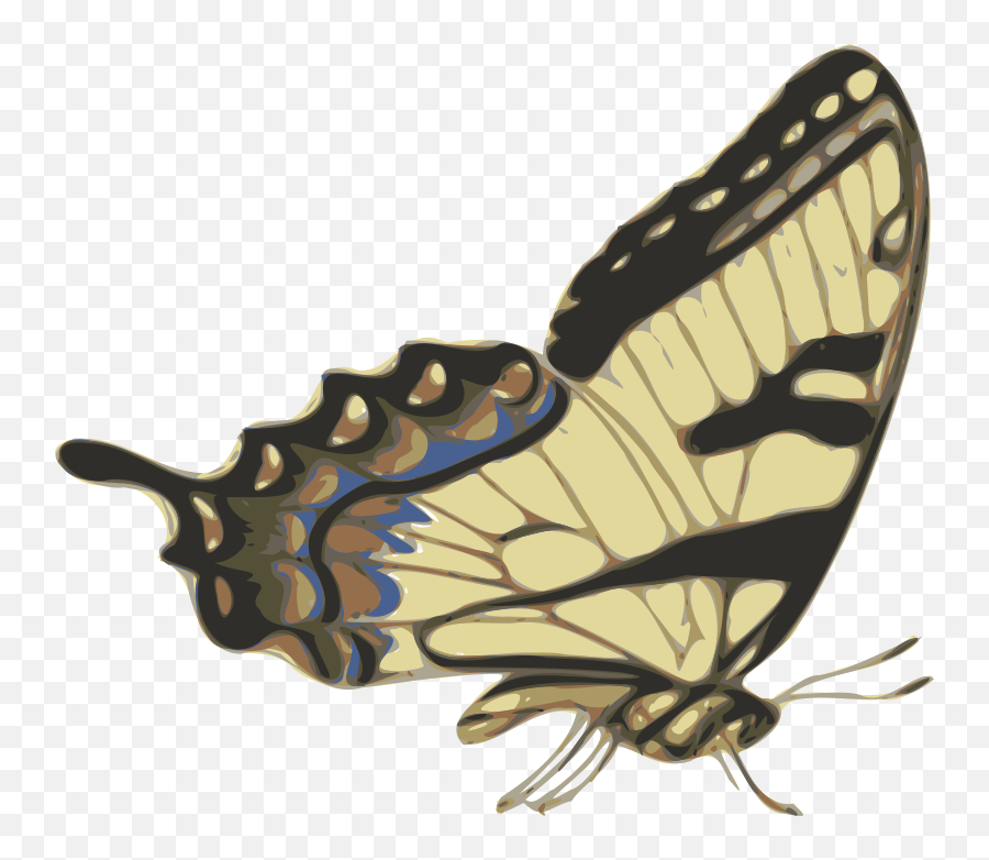 The Picture For Word Butterfly - Word Associations Network Drawings Of Butterfly Side View Png,Yellow Butterfly Png