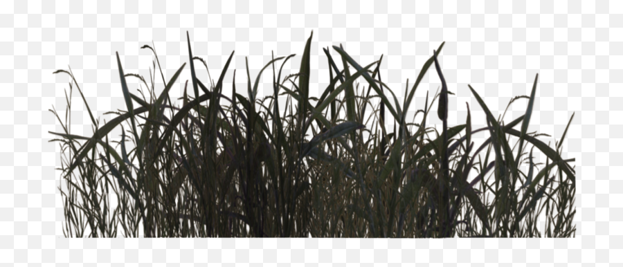Download Free Png Swamp Grass - Swamp Png,Grass Silhouette Png