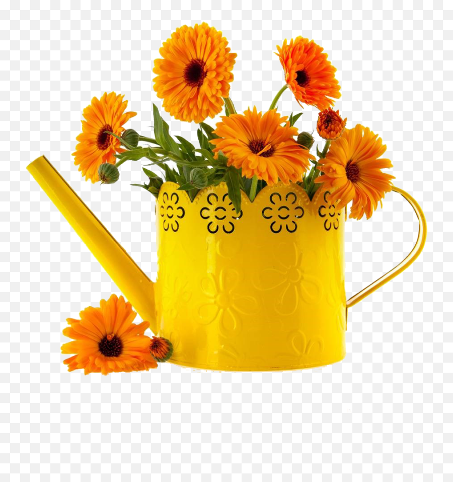 Download - English Marigold Full Size Png Image Pot Marigold,Marigold Png