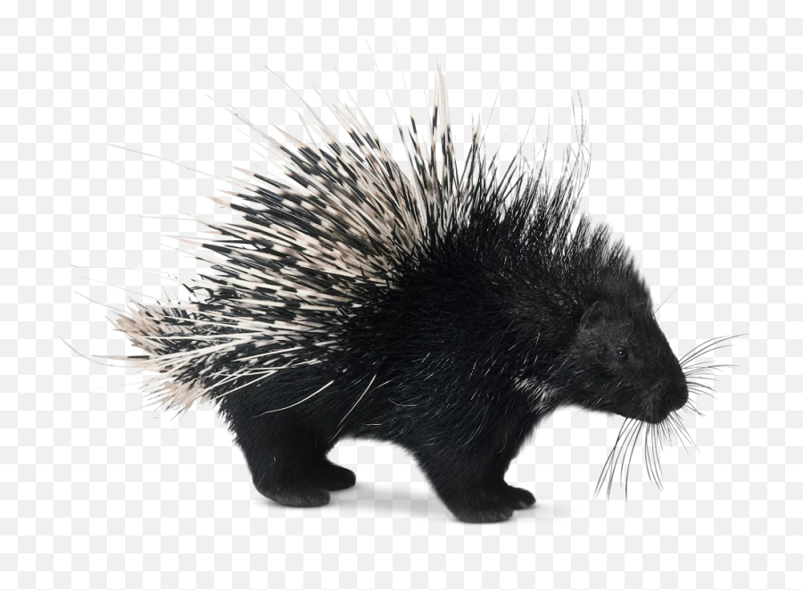 Porcupines In 2020 Porcupine Baby Animals - Black Porcupine Png,Porcupine Png