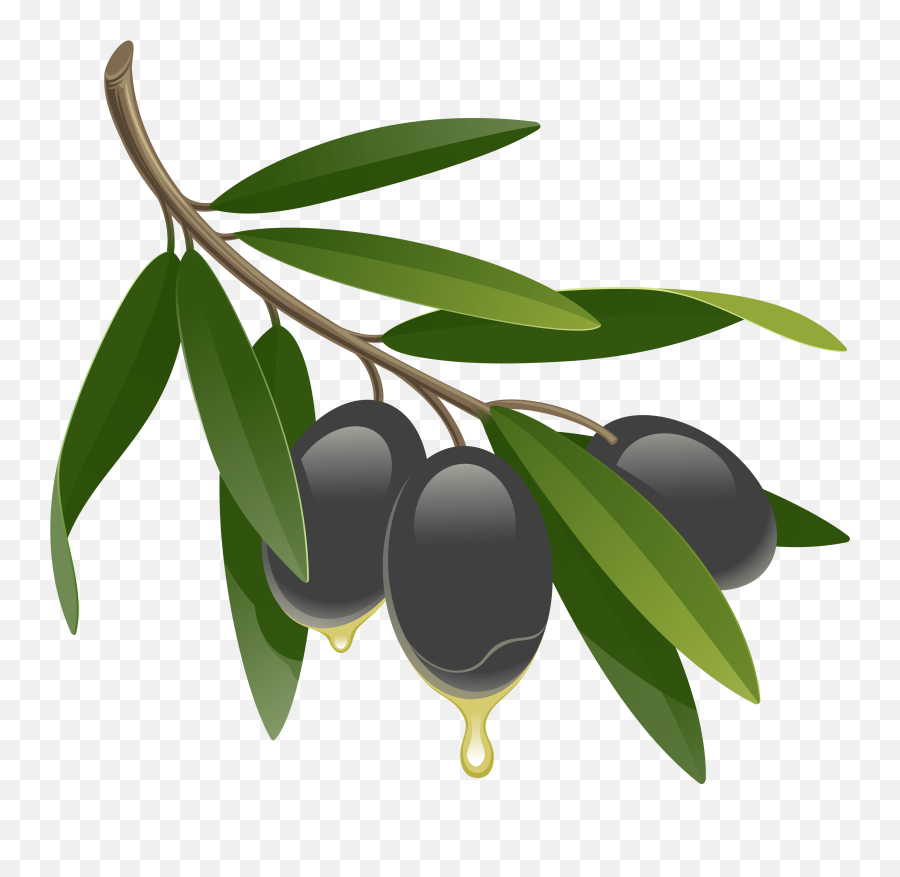 Olives Png Image With Images Olive - Olives Icon,Olive Branch Png