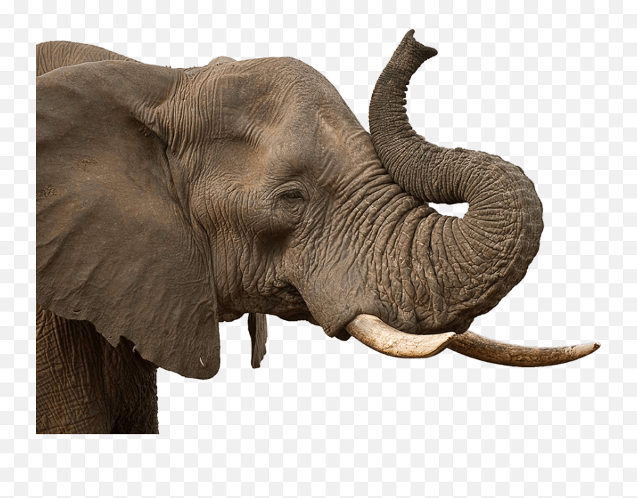 Elephant Trunk Transparent Png - Elephant Trunk Png,Elephant Transparent