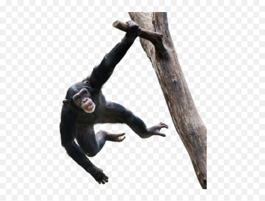 Chimpanzee - Chimpanzee Swinging In Tree Png,Chimpanzee Png