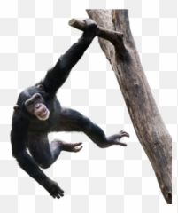 Chimpanzee - Chimpanzee Swinging In Tree Png,Chimpanzee Png