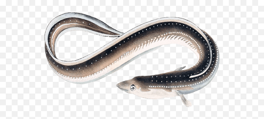 Santa Monica Seafood Guide - Japanese Eel Png,Transparent Ribbon Eel