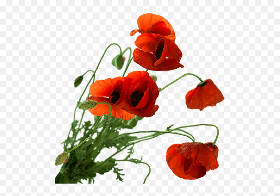 Red Poppies - Poppy Png,Poppies Png