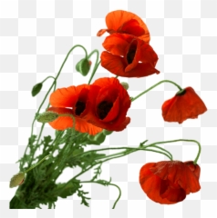 Red Poppies - Poppy Png,Poppies Png