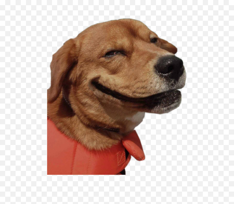 Funny Dog Smile Freetoedit - Funny Dog Png,Funny Dog Png