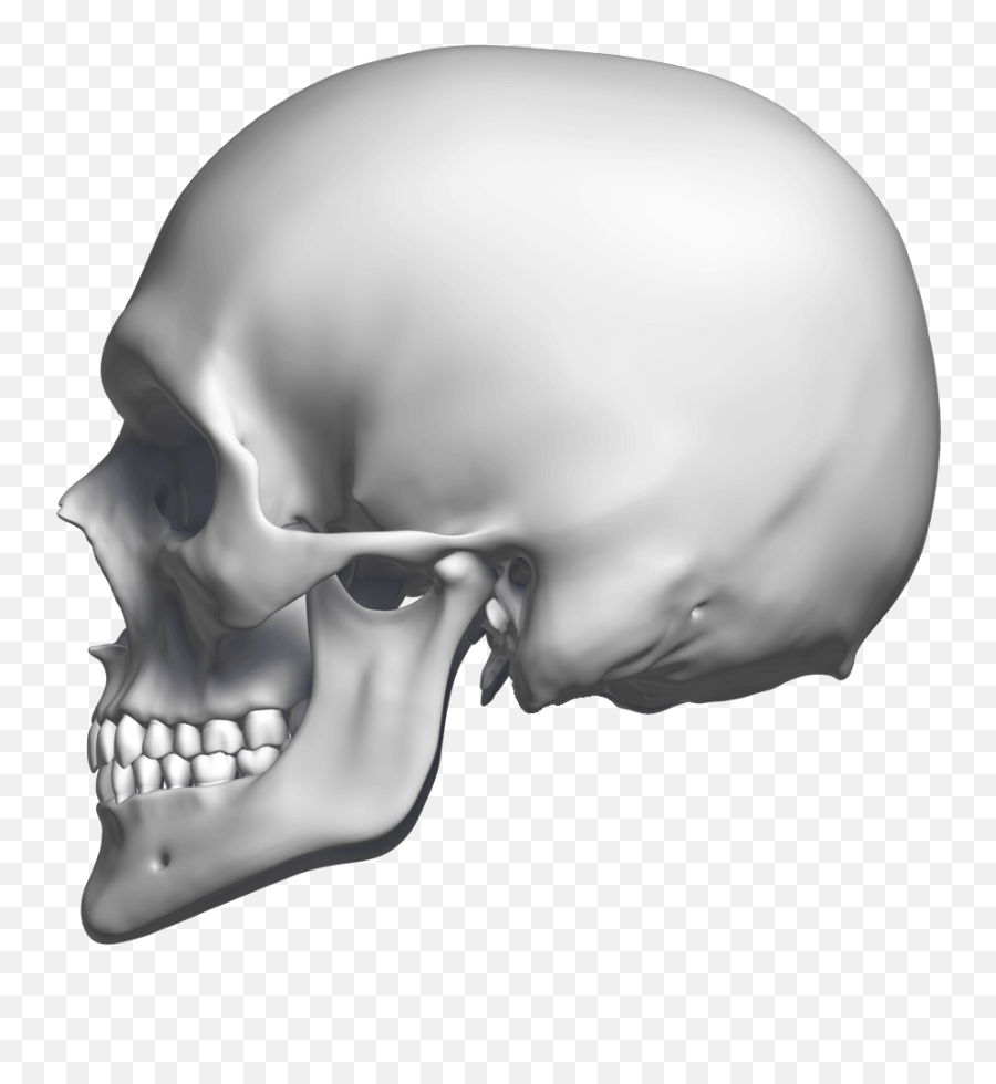 Download Left - Skull Looking Sideways Png,Skull Png Transparent