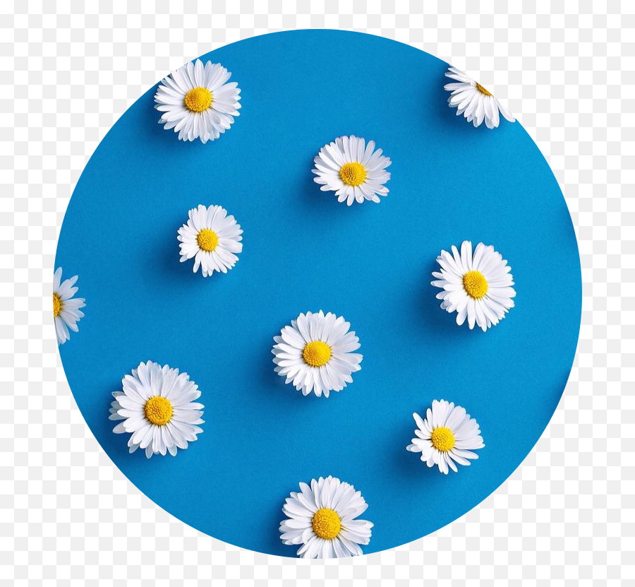 Aesthetic Circle Icon Flower Blue - Margaritas Blue Aesthetic Png,Daisy Icon