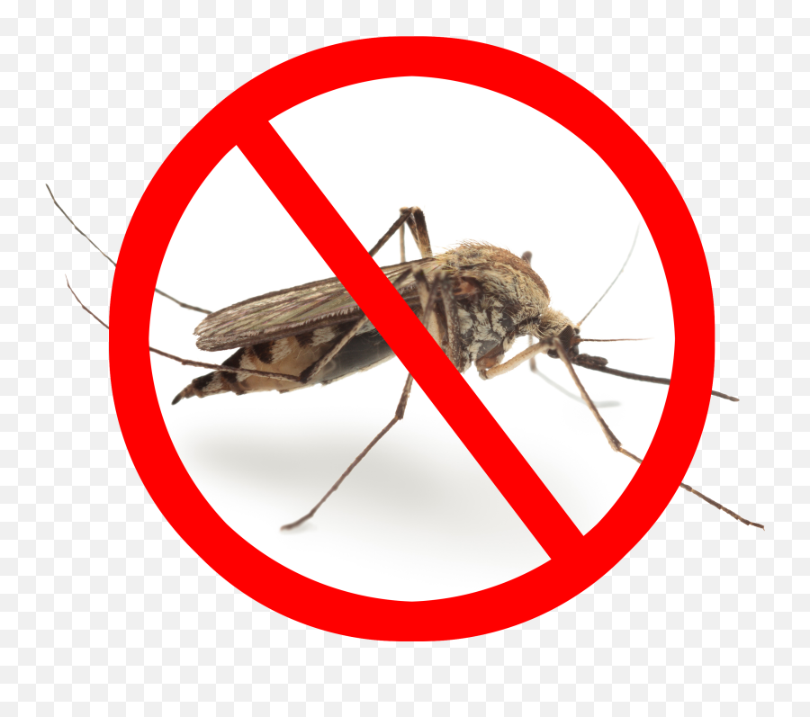 Mosquito Png Image Transparent - Malaria Picture Of Mosquito,Mosquito Transparent